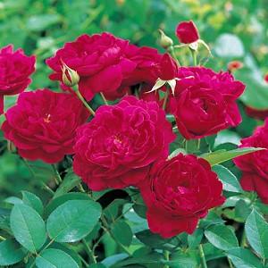 Rose 'Darcey Bussel', Rosa 'Darcey Bussel', English Rose 'Darcey Bussel', David Austin Roses, English Roses, Shrub roses, red roses, Rose bushes, Garden Roses