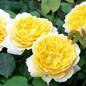 Rose Charlotte, Rosa Charlotte, English Rose Charlotte, David Austin Roses, English Roses, Yellow roses, shrub roses, Rose Bushes, Garden Roses, very fragrant roses, Favorite roses