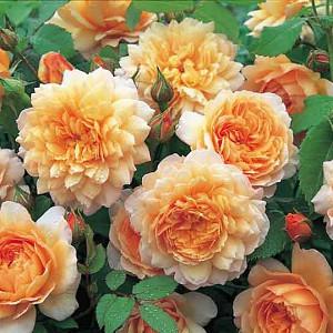 Rosa Grace, Rosa Grace, English Rose Grace, David Austin Rose, English Rose, Fragrant roses, Shrub roses, orange roses