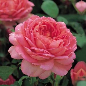 Best English Roses For Pots And Containers