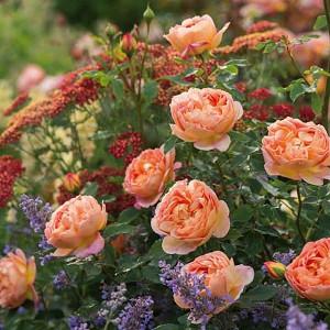 rose lady of shalott achillea nepeta