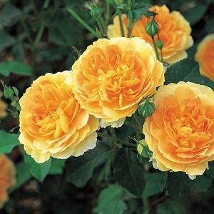 Rose Molineux, Rosa Molineux, English Rose Molineux, David Austin Roses, English Roses, Yellow roses, shrub roses, Rose Bushes, Garden Roses, very fragrant roses, Favorite roses