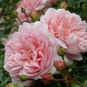 Rose 'Wildeve', Ausbonny, Rosa 'Wildeve', English Rose 'Wildeve', David Austin Roses, English Roses, Shrub Roses, Pink roses, Very fragrant roses, Part shade roses, Hedge roses