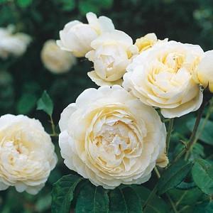 Rosa Windermere, Rosa Windermere, English Rose Windermere, David Austin Rose, English Rose, Fragrant roses, Shrub roses, white roses, creamy roses