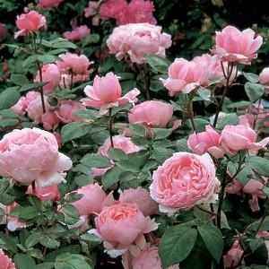best english roses for mixed borders best english roses for mixed borders