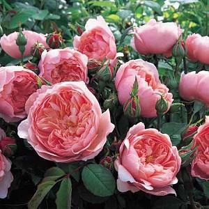 Rose The Alnwick Rose, Rosa The Alnwick Rose, English Rose The Alnwick Rose, David Austin Roses, English Roses, Rose Bushes, very fragrant roses, Garden Roses, Pink Roses