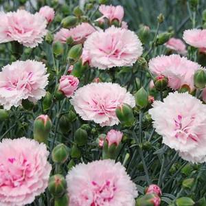 Dianthus 'Candy Floss', Pink 'Candy Floss', Candy Floss Pink, Salmon Flowers, Salmon Dianthus, Pink Flowers, Pink Dianthus,Pink Garden Pink
