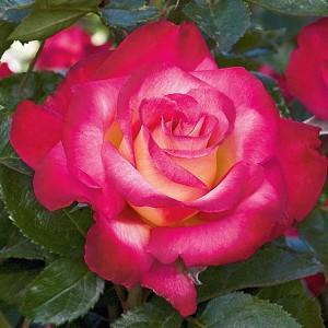 Rosa 'Dick Clark', Rose 'Dick Clark', Rosa 'WEKfunk', Grandiflora Roses, Shrub Roses, Red roses, Bicolor Roses, Rose bush