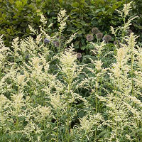 Artemisia Lactiflora, White Mugwort, Artemisia Lactiflora Guizhou Group, Guizhou, Pale-Flowered Wormwood, Ghost plant, Purple leaved White Mugwort