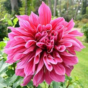 Fabulous Dinner Plate Dahlias