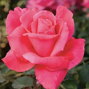 Rosa 'Electron', Rose 'Electron', Rosa ' Mullard Jubilee', Hybrid Tea Roses, Shrub Roses, Pink roses, Rose shrub
