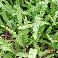 Polystichum Setiferum, Soft Field Fern, Polystichum setiferum angulare, Polystichum setiferum bulbosum, Shade plants, shade perennial, plants for shade, plants for wet soil