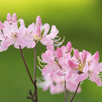 Rhododendron Vaseyi, Pink-Shell Azalea, pink flowers, pink rhododendron, pink flowering shrub