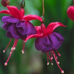 Half-Hardy Perennial Fuchsia /‘Happy Wedding Day/’ Summer Flowering Patio Easy to Grow 10 Postiplugs by Thompson /& Morgan 10