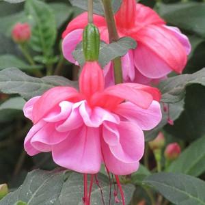 Hardy Upright Fuchsia Brutus x 3 Large Plug Plants Cutting Raised Hardy Upright Fuchsia Brutus x 3 Large Plug Plants Cutting Raised