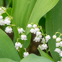 Convallaria Majalis, Lily of the Valley, Conval Lily, Word Lily, Mayflower, Mugget, Liriconfancy, May Bells, May Lily, Our Lady's Tears, Lady's Tears