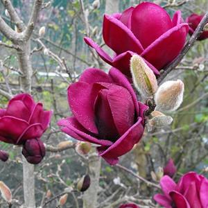 Magnolia 'Genie', Genie Magnolia, Red magnolia, Winter flowers, Spring flowers, Red flowers, fragrant trees, fragrant flowers, Purple Magnolia, Purple flowers