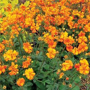 Geum Fire Storm Avens Geum Fire Storm Avens