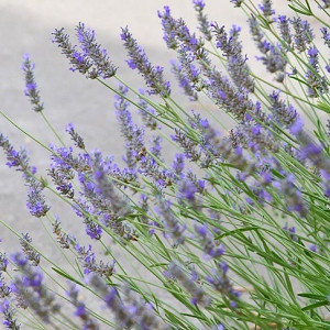 lavender plant types