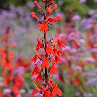 13+ lobelia plants for sale