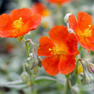 Helianthemum 'Henfield Brilliant', Rock Rose 'Henfield Brilliant', Sun Rose 'Henfield Brilliant', red flowers, ground covers, grouncover, perennial ground cover, Mediterranean Plants