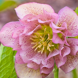 Helleborus × Hybridus 'Phoebe',Hellebore 'Phoebe', Lenten Rose 'Phoebe', Pink Hellebore, Double Hellebore