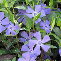Vinca minor 'Bowles's Variety', Periwinkle 'Bowles's Variety', Lesser Periwinkle 'Bowles's Variety', Dwarf Periwinkle 'Bowles's Variety', Creeping Myrtle 'Bowles's Variety', Vinca minor 'Bowles's Blue', Vinca minor 'La Grave', Evergreen perennial, evergreen groundcover, Shade perennials, Plants for shade, Blue Vinca, Blue