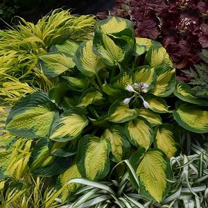 Hosta Plantain Lily Hosta Plantain Lily