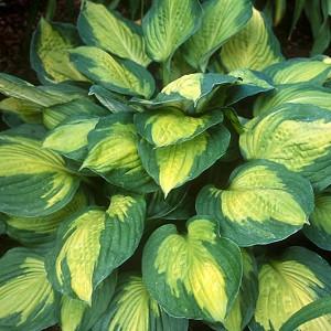 Hosta Plantain Lily Hosta Plantain Lily