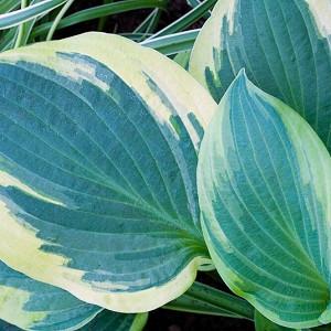 Hosta Blue Ivory, Variegated Plantain lily, Plantain Lily 'Blue Ivory', 'Blue Ivory' Hosta, Blue Hosta, Shade perennials, Plants for shade