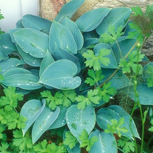 Hosta Halcyon, Plantain Lily 'Halcyon', 'Halcyon' Hosta, Hosta × tardiana 'Halcyon', Hosta 'Green Halcyon', Hosta 'Holstein', Blue Hosta, Shade perennials, Plants for shade