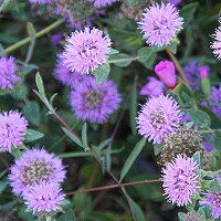 Monarda 'Leading Lady Plum',Bee Balm 'Leading Lady Plum', Bergamot 'Leading Lady Plum', Purple Monarda, Purple Bee Balm, Purple Flowers