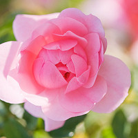 Rose bonica, Rosa 'Bonica', Rosa 'Demon', Rosa 'Bonica '82', Rosa 'Meidomonac', Ground Cover Rose 'Bonica', Floribunda Rose 'Bonica', Shrub Rose 'Bonica', David Austin Rose, Shrub roses, Roses for hedges, pink roses