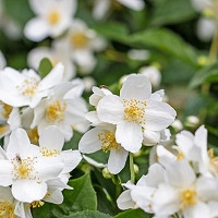 Philadelphus 'Avalanche', Mock Orange 'Avalanche',Philadelphus lemoinei 'Avalanche',  flowering shrub, White flowers, Fragrant shrub, Flowering Shrub