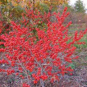 Ilex Verticillata 'Red Sprite', Winterberry 'Red Sprite', red berries, evergreen shrub, American winterberry, Aquifoliaceae, Berry, holly, Ilex, winter shrub