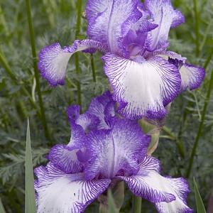 Best Bet Reblooming German Iris Flowers