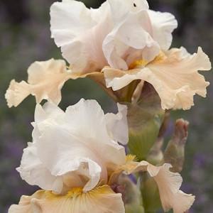 Best Bet Reblooming German Iris Flowers