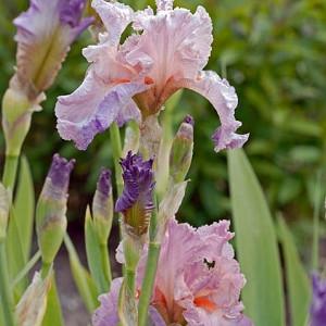 Best Bet Reblooming German Iris Flowers