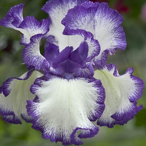 Iris Rare Treat, Bearded iris Rare Treat, Iris Germanica Rare Treat, Bicolor irises, Award Irises, Blue Irises