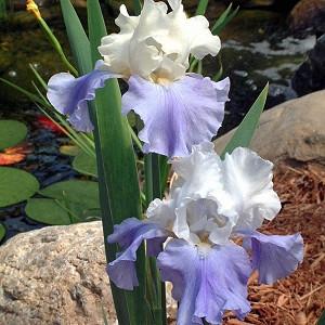 Iris 'Stairway to Heaven', Tall Bearded Iris Stairway to Heaven', Iris Germanica Stairway to Heaven, Bicolor irises, Award Irises, Blue Irises
