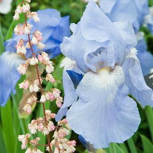 Iris Sugar Blues, Bearded iris Sugar Blues, Iris Germanica Sugar Blues, Reblooming irises, Fragrant Irises, Blue irises, Award Irises