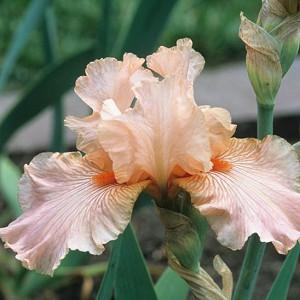 Best Bet Reblooming German Iris Flowers