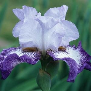 Iris 'Everything Plus', Tall Bearded Iris 'Everything Plus', Iris Germanica 'Everything Plus', Mid Season Irises, Purple irises, Award Irises, Bicolor Irises, White Irises, Blue Irises