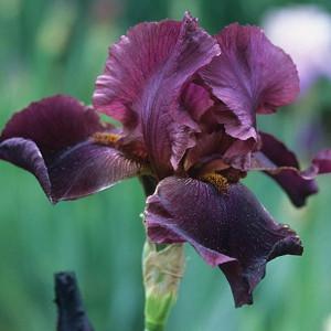 Bulk Best Bet Reblooming German Iris