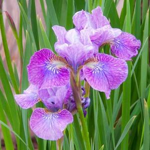 Siberian Iris Granny Jean, Iris Siberica Granny Jean, Siberian flag Strawberry Granny Jean, Iris Granny Jean, Purple Iris, Purple Siberian iris, Purple flowers
