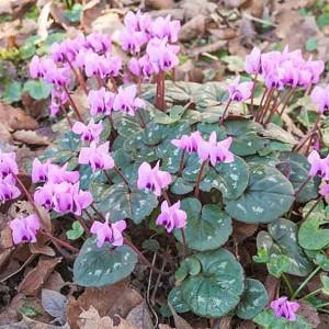 Cyclamen Coum, Persian Violet, Sowbread, Eastern Cyclamen, Round-Leaved Cyclamen, early flowering bulb, winter bulb, Pink flowering bulb, White flowering bulb