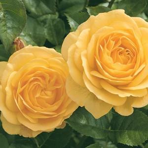 3.5 Liters AT PEACE Bush Rose Creamy Yellow