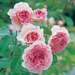 Rose 'James Galway', Auscrystal, Rosa 'James Galway', Climbing Rose 'James Galway', Thornless Roses, David Austin Roses, English Roses, Climbing Roses, Pink roses, very fragrant roses
