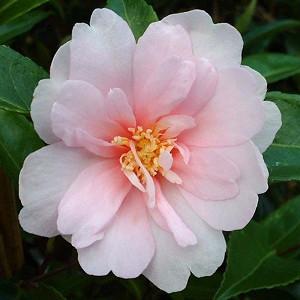 Camellia Sasanqua 'Jean May', Camellia 'Jean May', 'Jean May' Camellia, Fall Blooming Camellias, Winter Blooming Camellias, Pink flowers, Pink Camellias, Early Season Camellias