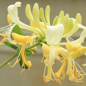 honeysuckle de la venele varicoase